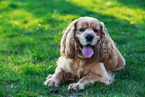 american cocker spaniel