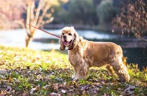 american cocker spaniel