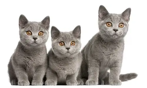 British Shorthair kittens