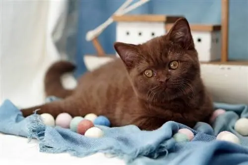 Kitten ya Chokoleti ya British Shorthair