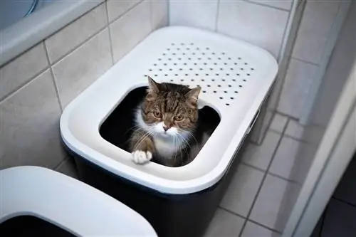 Britische Kurzhaarkatze in der Katzentoilette mit oberem Eingang