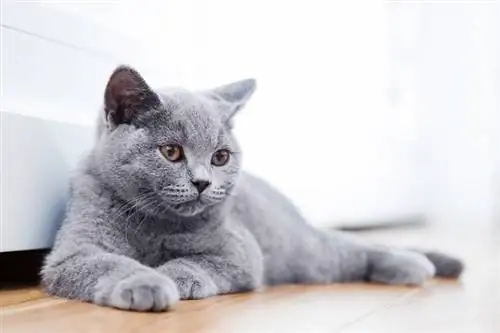 Anak kucing keturunan British Shorthair dengan bulu kelabu biru