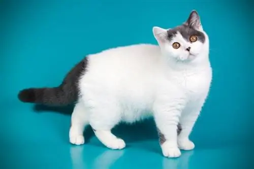 british shorthair bicolor