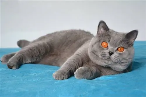 Tus Nqi Them Nqi British Shorthair Puas Tau? (2023 Nqe Qhia)