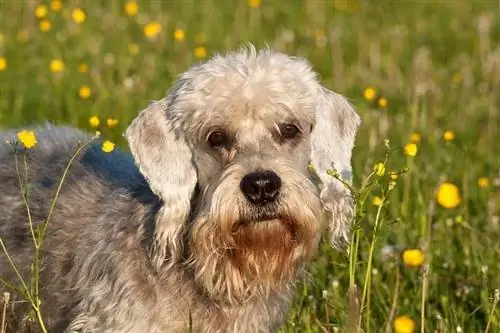 Dandie Dinmont Terrier di padang rumput