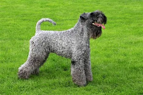 Kerry Blue Terrier într-o grădină de primăvară