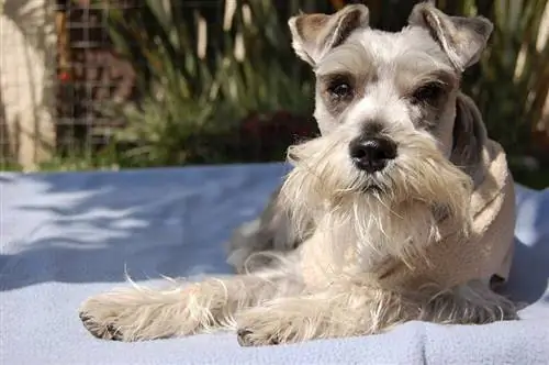 Schnauzer berbaring