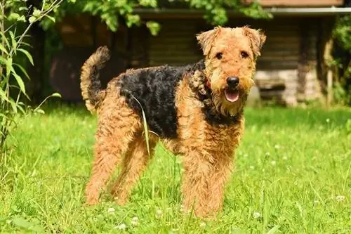 Airedale Terrier berdiri di atas rumput