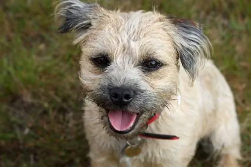 closeup border terrier