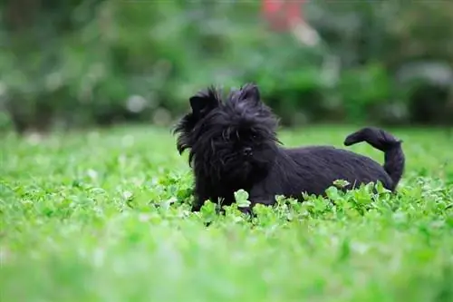 Lustiger Affenpinscher spielt im Garten_Didkovska Ilona_shutterstock