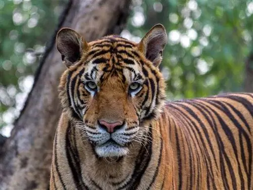 harimau di hutan