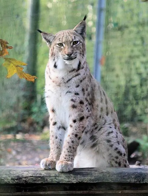 Eurasischer Luchs