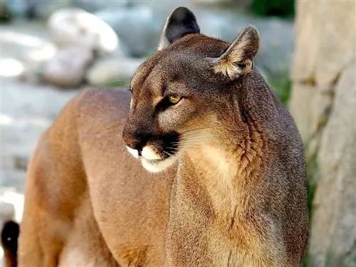 puma närbild