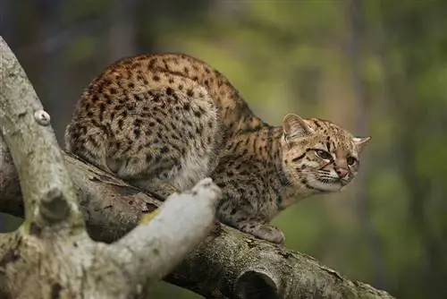 Kucing Geoffroy di dalam pokok