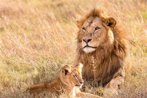 Löwe und Jungtier auf den Feldern