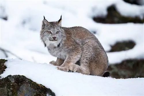 Lince de Canadá en la nieve