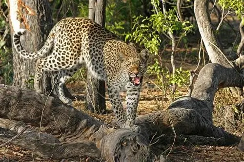 leopardo na floresta