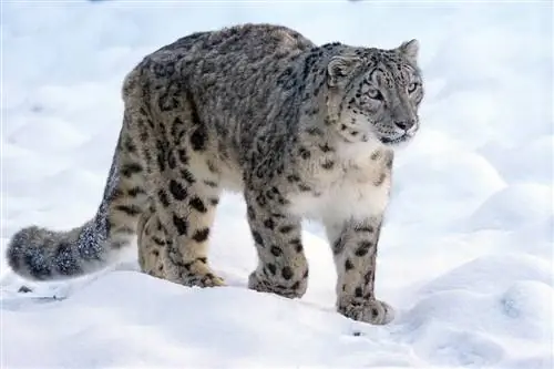 leopardo de nieve