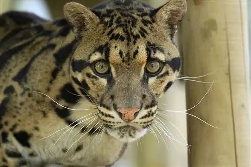 bulutlu leopar yakından