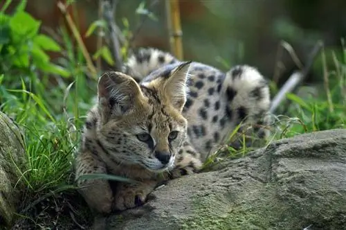 gato serval descansando