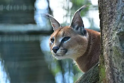 caracal gato na árvore