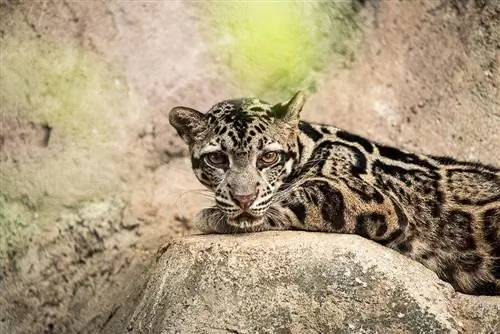 Sundas mākoņains leopards