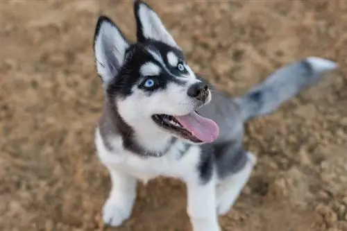 Husky sibérien