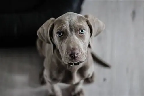 Zilveren Weimaraner