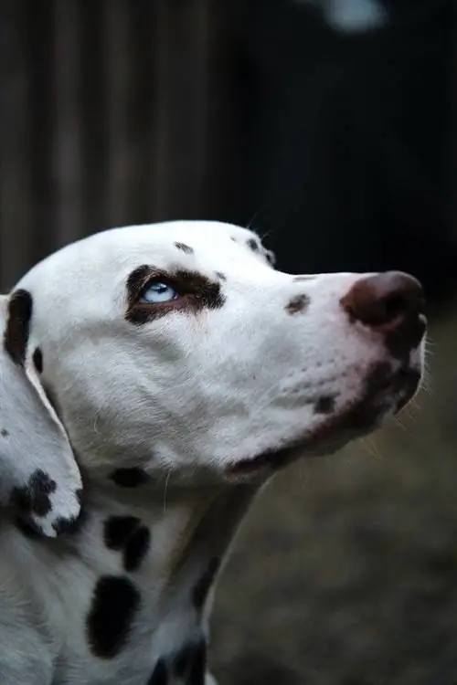 photo en gros plan d'un dalmatien aux yeux bleus