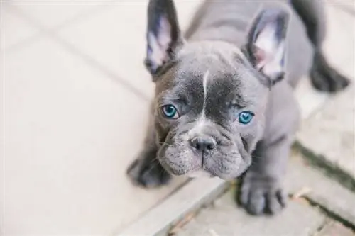 Adorable chiot bouledogue français_Angyalosi Beata_shutterstock