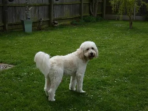 gos goldendoodle al jardí