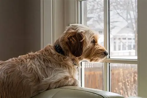 goldendoodle mirant la finestra