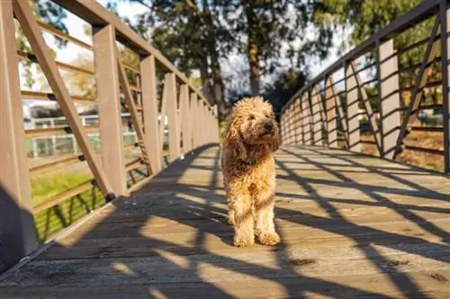 Goldendoodle լակոտը կանգնած է կամրջի վրա