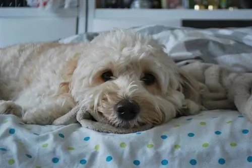 isang malungkot na mukhang mini goldendoodle na aso na nakahiga sa kama