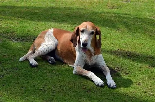 Americko-anglický coonhound odpočívá na trávě