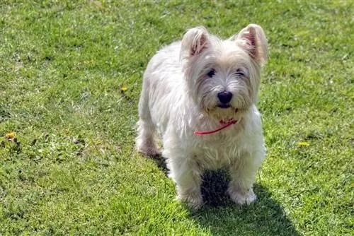 terrier i bardhë malësi perëndimore