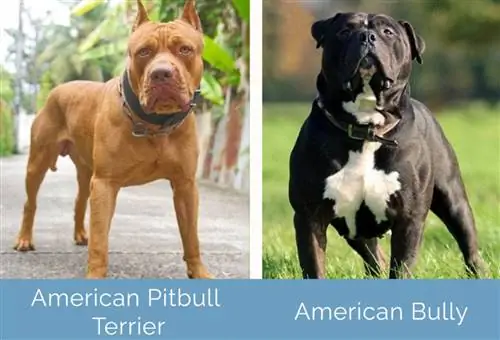 American Pitbull Terrier vs American Bully เคียงข้างกัน