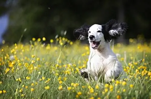 gelukkige hond in het veld