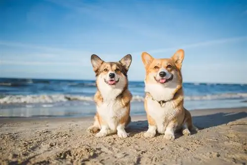 två glada walesiska corgi pembroke hundar på en strand