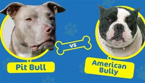 American Pitbull Terrier vs American Bully: ต่างกันอย่างไร?