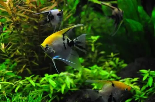 Angelfish ใน aquarium