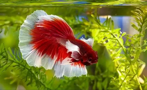 akvaryumdaki betta splendens