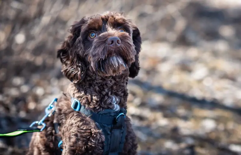 cane goldendoodle color cioccolato in un'imbracatura all'aperto