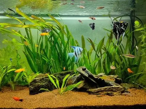 10 odličnih srodnih akvarija za Platy Fish (Vodič za kompatibilnost 2023.)