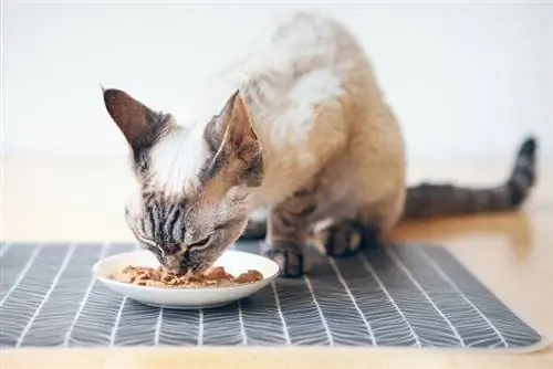 seekor kucing memakan makanan tuna basah