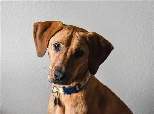 Duitse herder bloedhond mengsel