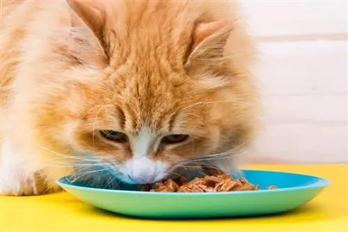 kucing tabby merah makan makanan basah dari mangkuk