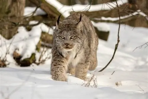 Kanadischer Luchs läuft im Schnee