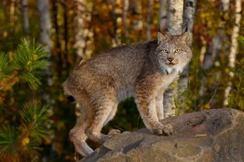 Canadian Lynx sawv ntawm pob zeb