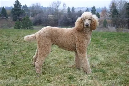 chó poodle tiêu chuẩn đứng trên cỏ